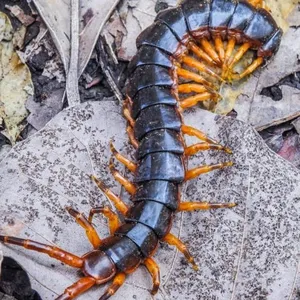 Escolopendra