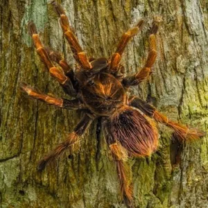 Tarántula