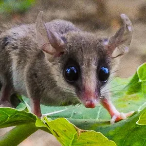 Marmosa robinsoni