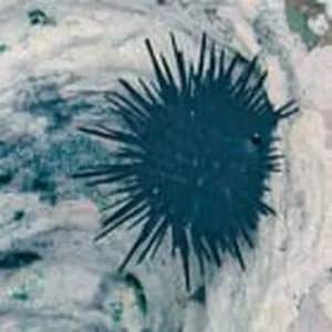 Erizo de mar