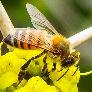 Abejas
