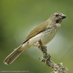 Saltador Pío Judío