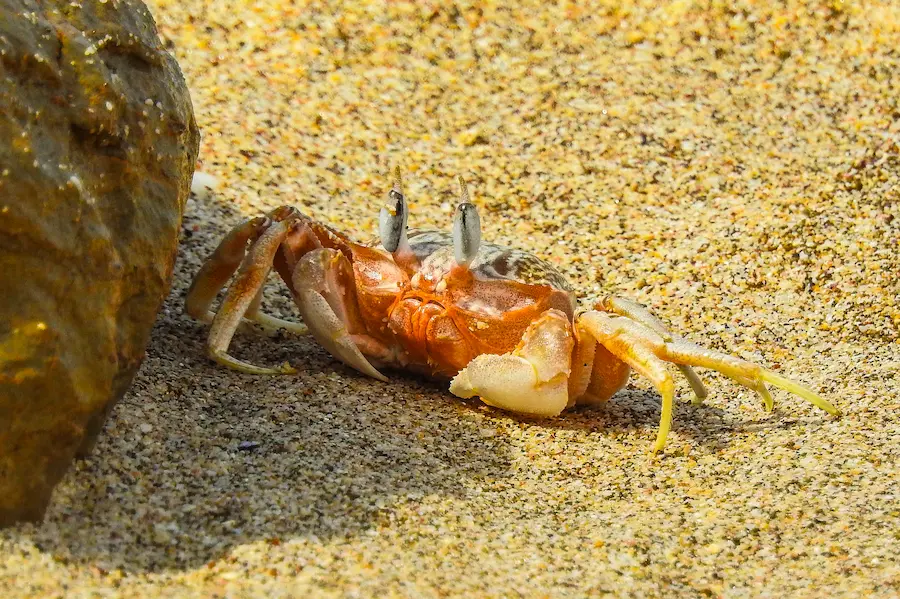 Cangrejo